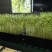 高山饮用矿泉水培豌豆芽苗菜