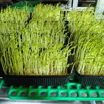 高山饮用矿泉水培豌豆芽苗菜