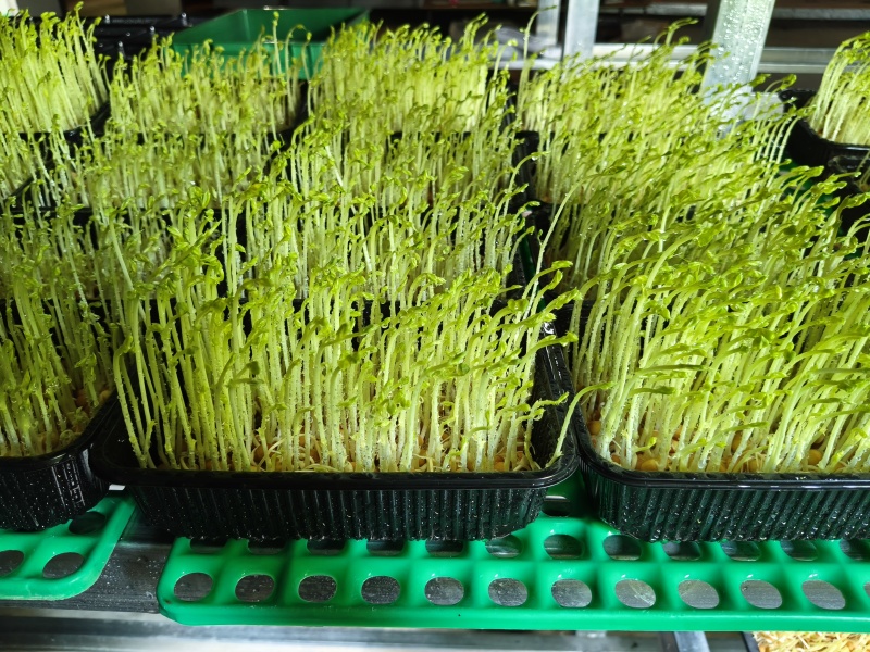 高山饮用矿泉水培豌豆芽苗菜