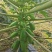西双版纳牛奶木瓜