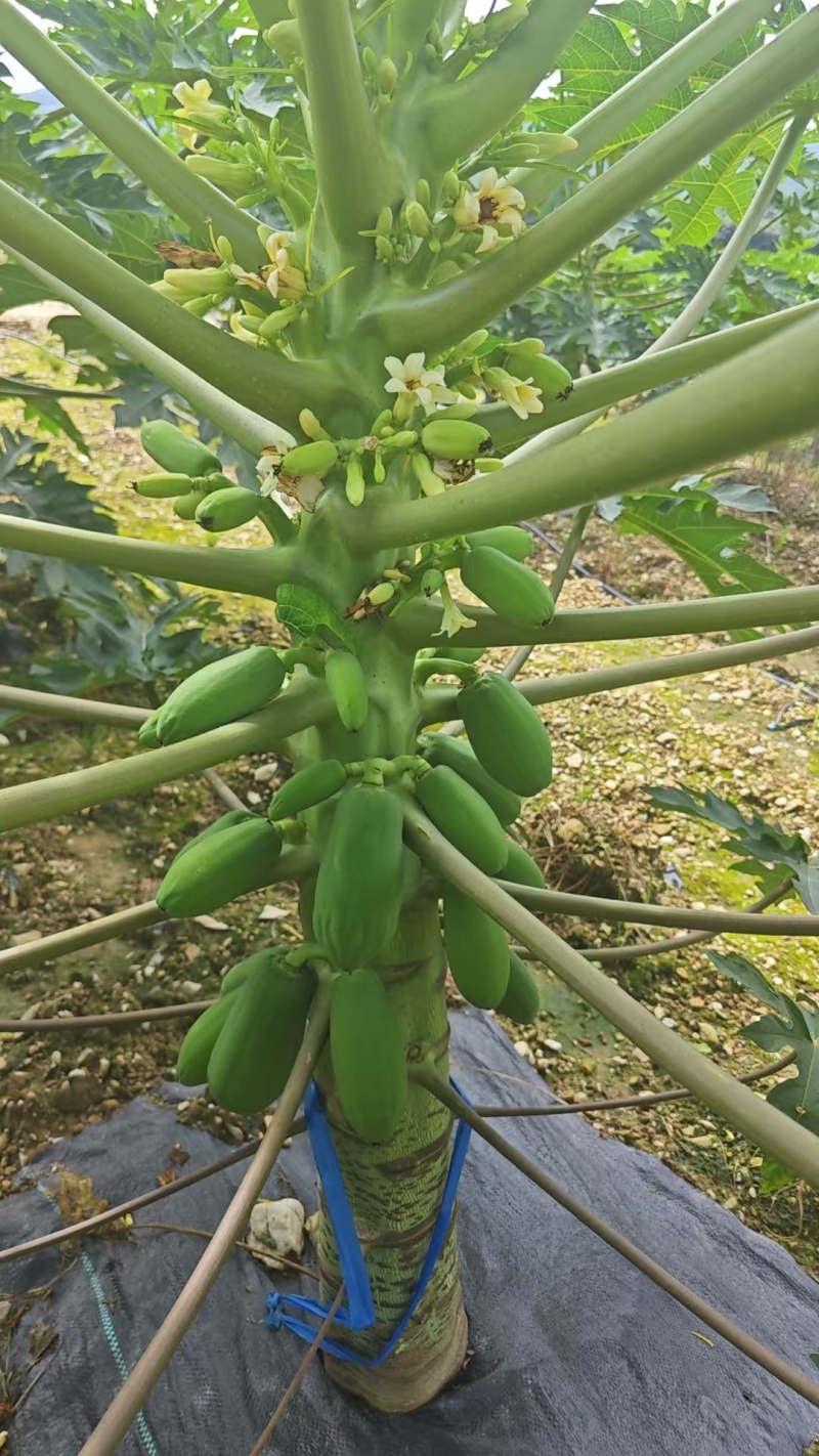 西双版纳牛奶木瓜