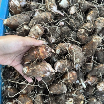 新鲜红芽芋产量大价格便宜当天现挖保证品质