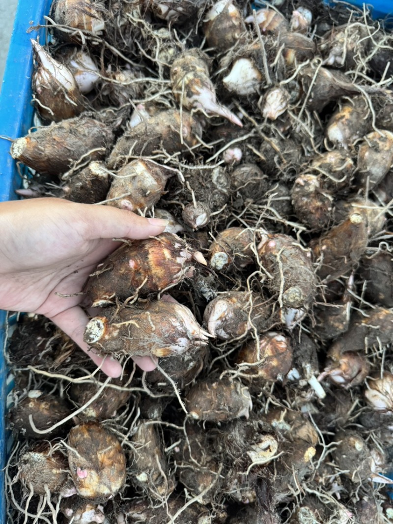 新鲜红芽芋产量大价格便宜当天现挖保证品质