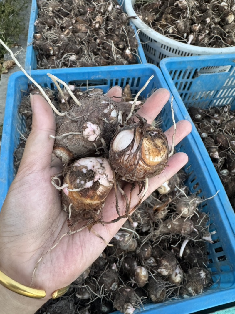 新鲜红芽芋产量大价格便宜当天现挖保证品质