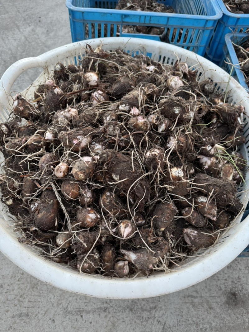新鲜红芽芋产量大价格便宜当天现挖保证品质