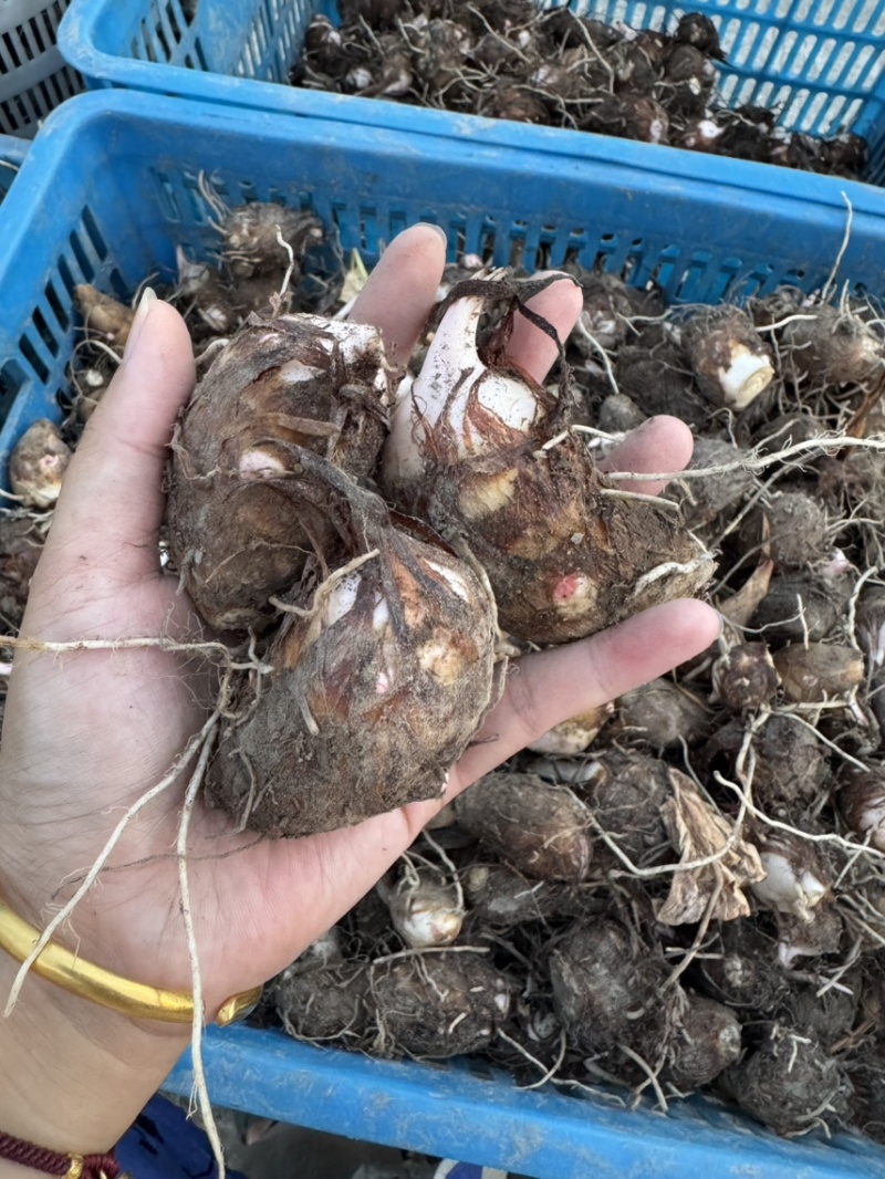 新鲜红芽芋产量大价格便宜当天现挖保证品质