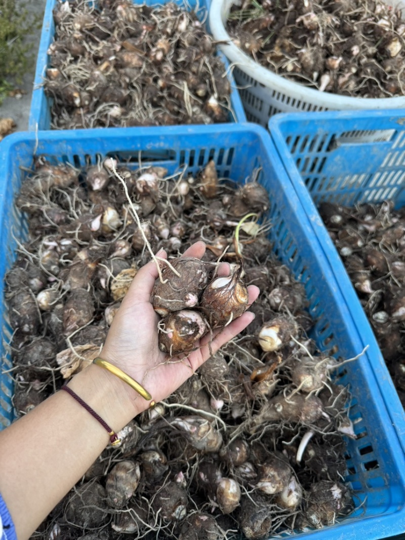 新鲜红芽芋产量大价格便宜当天现挖保证品质