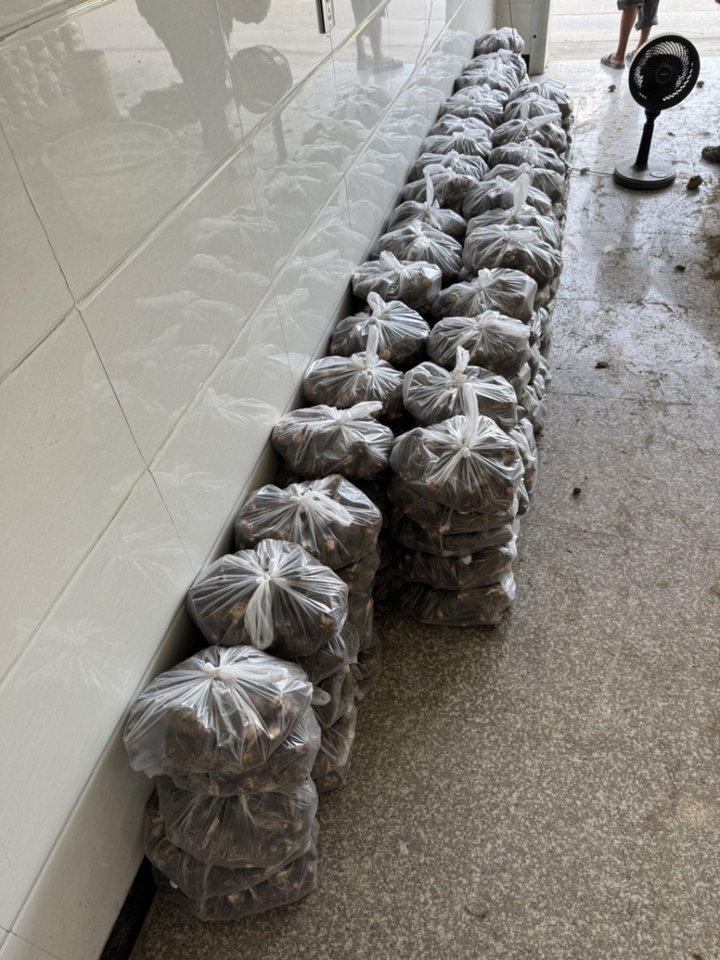 新鲜红芽芋产量大价格便宜当天现挖保证品质