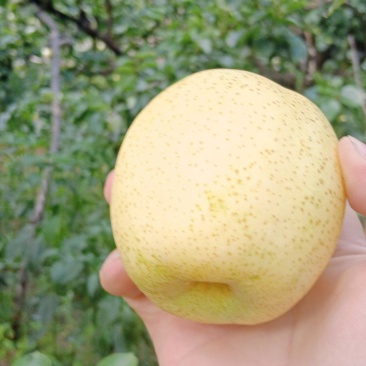 食品自己种的皇冠梨