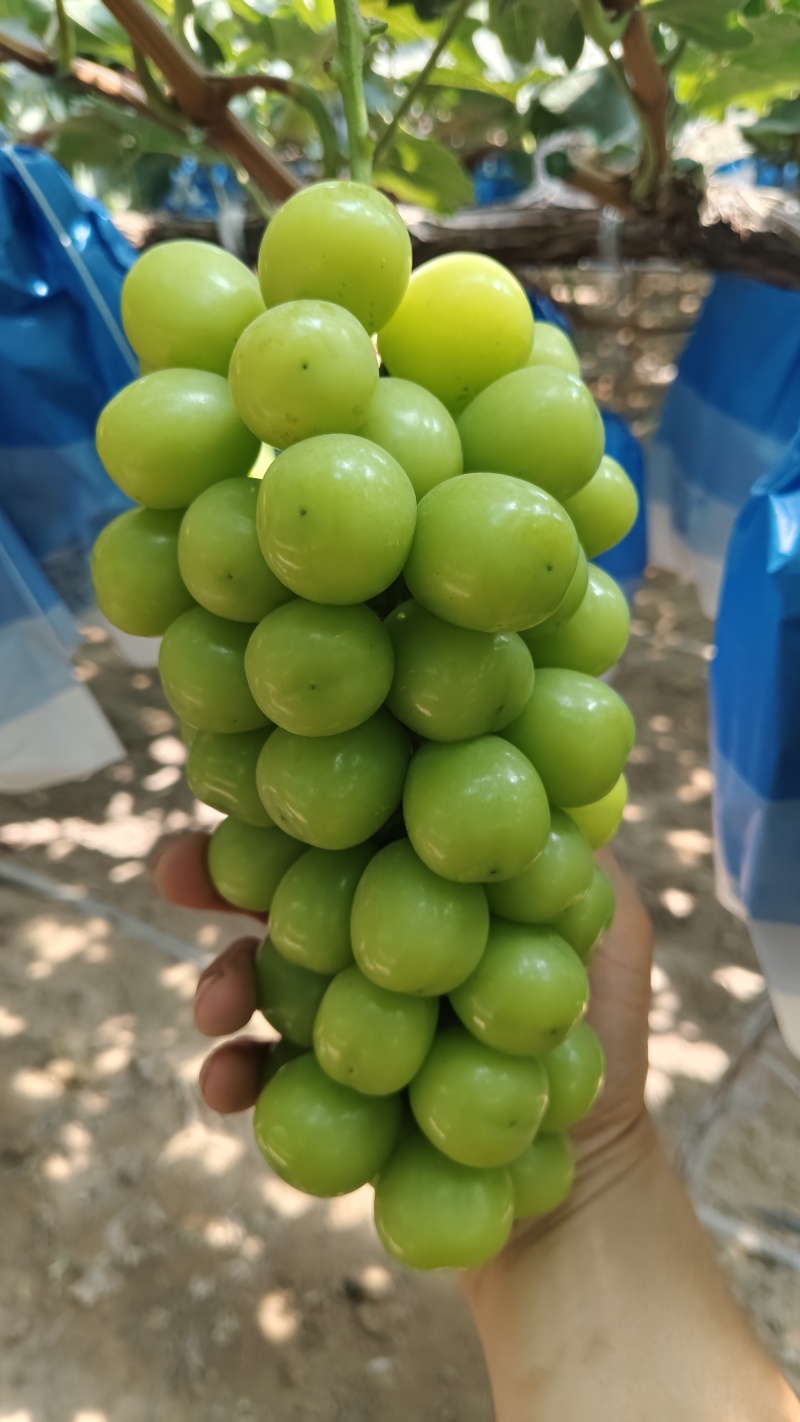 精品阳光玫瑰电商货一级货二级货陕西渭南大荔直供