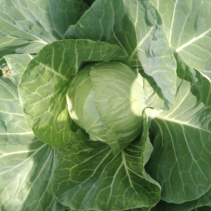 张家口万全圆包菜，万全圆白菜，张北甘蓝，