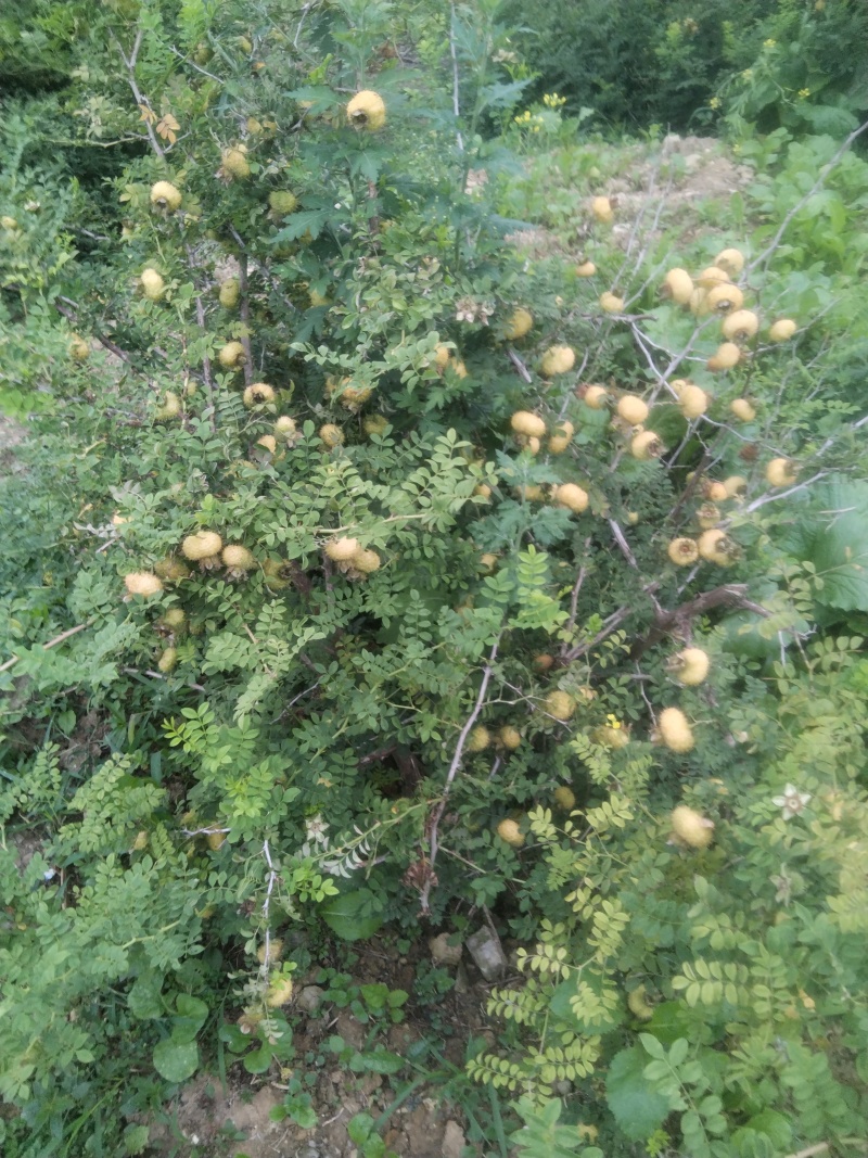贵州刺梨