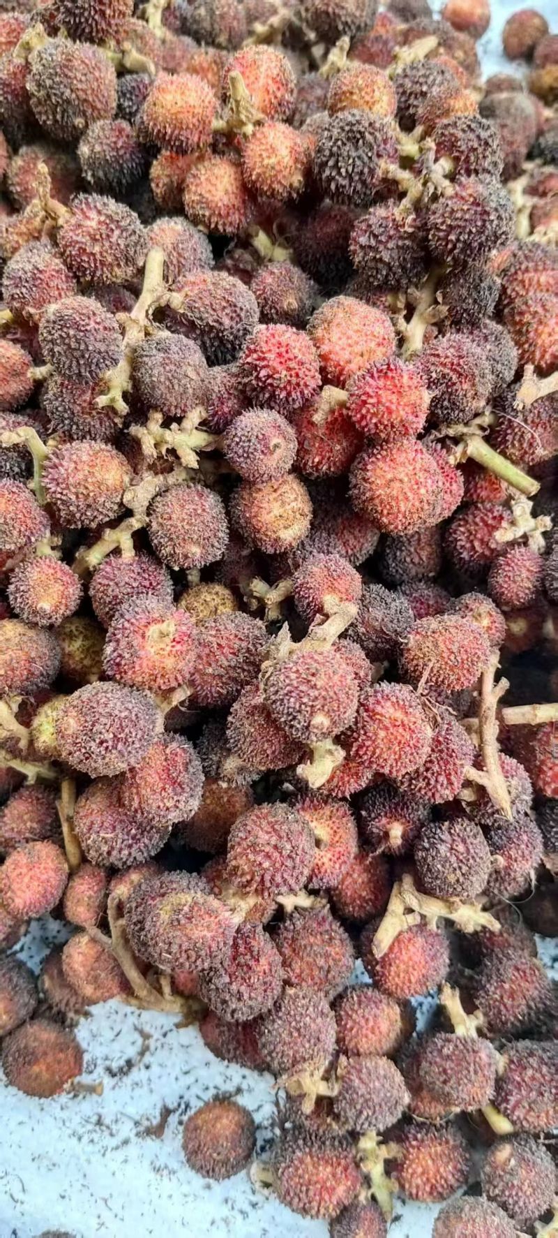 春砂仁
