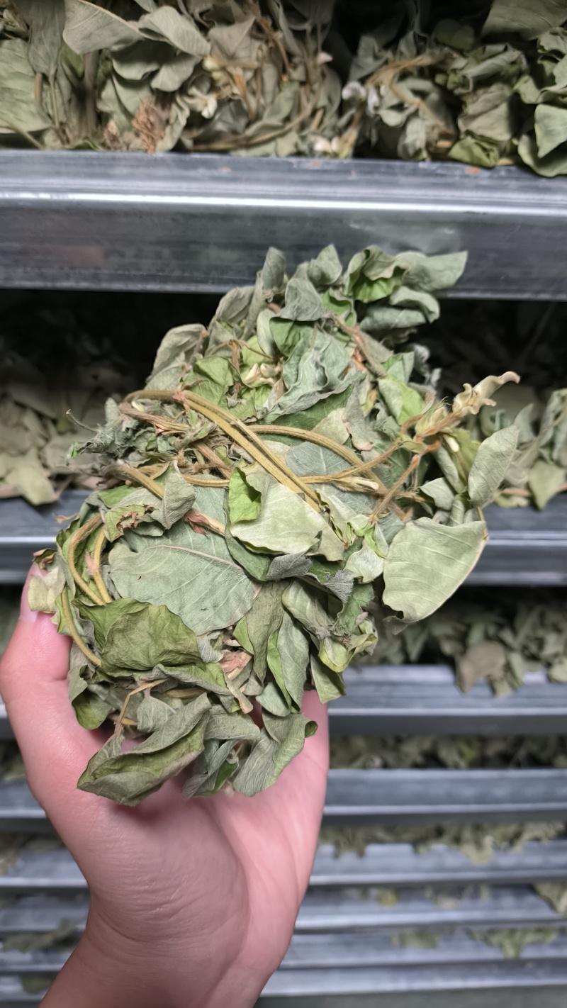 广金钱草