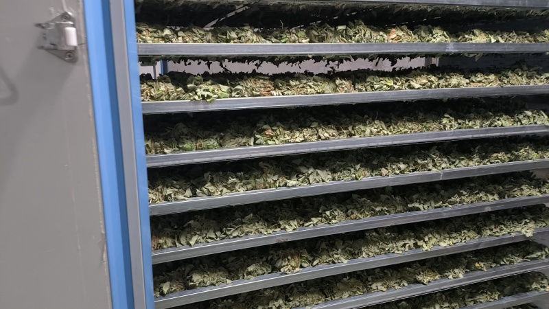 广金钱草