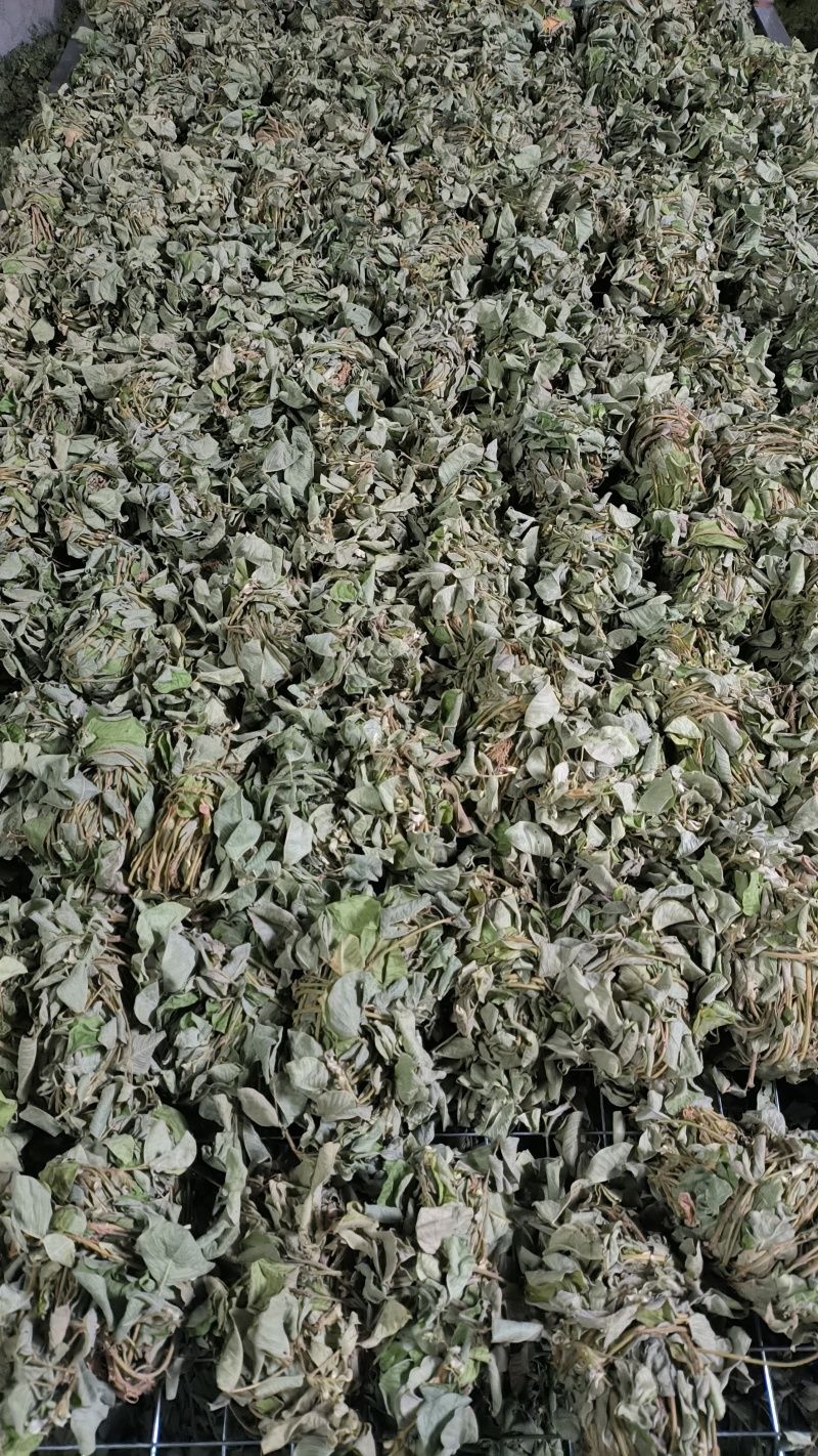 广金钱草