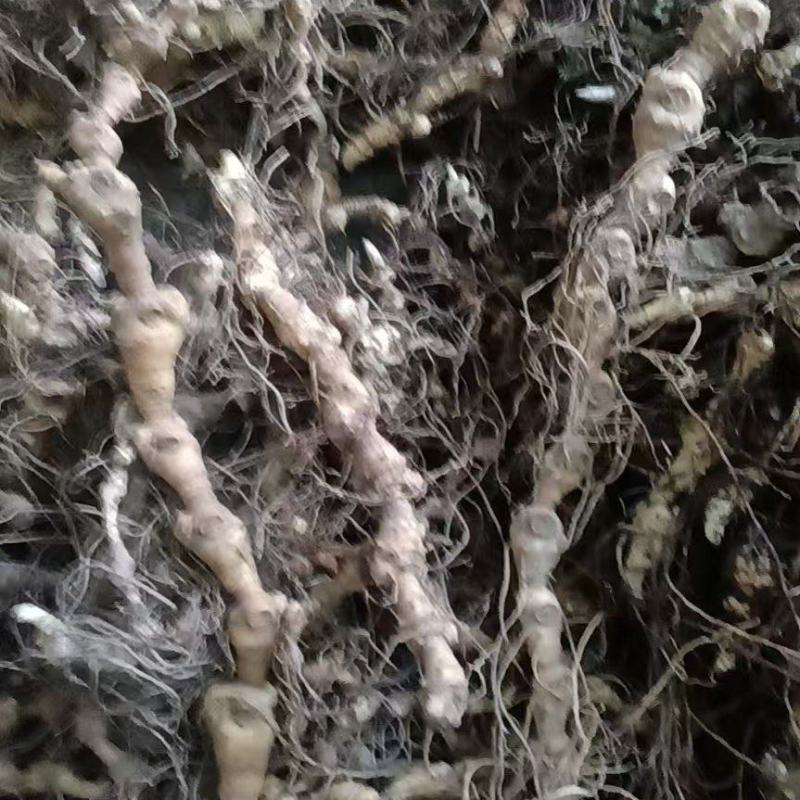 野生马鞭黄精竹节黄精，纯正野生山货，现挖现卖