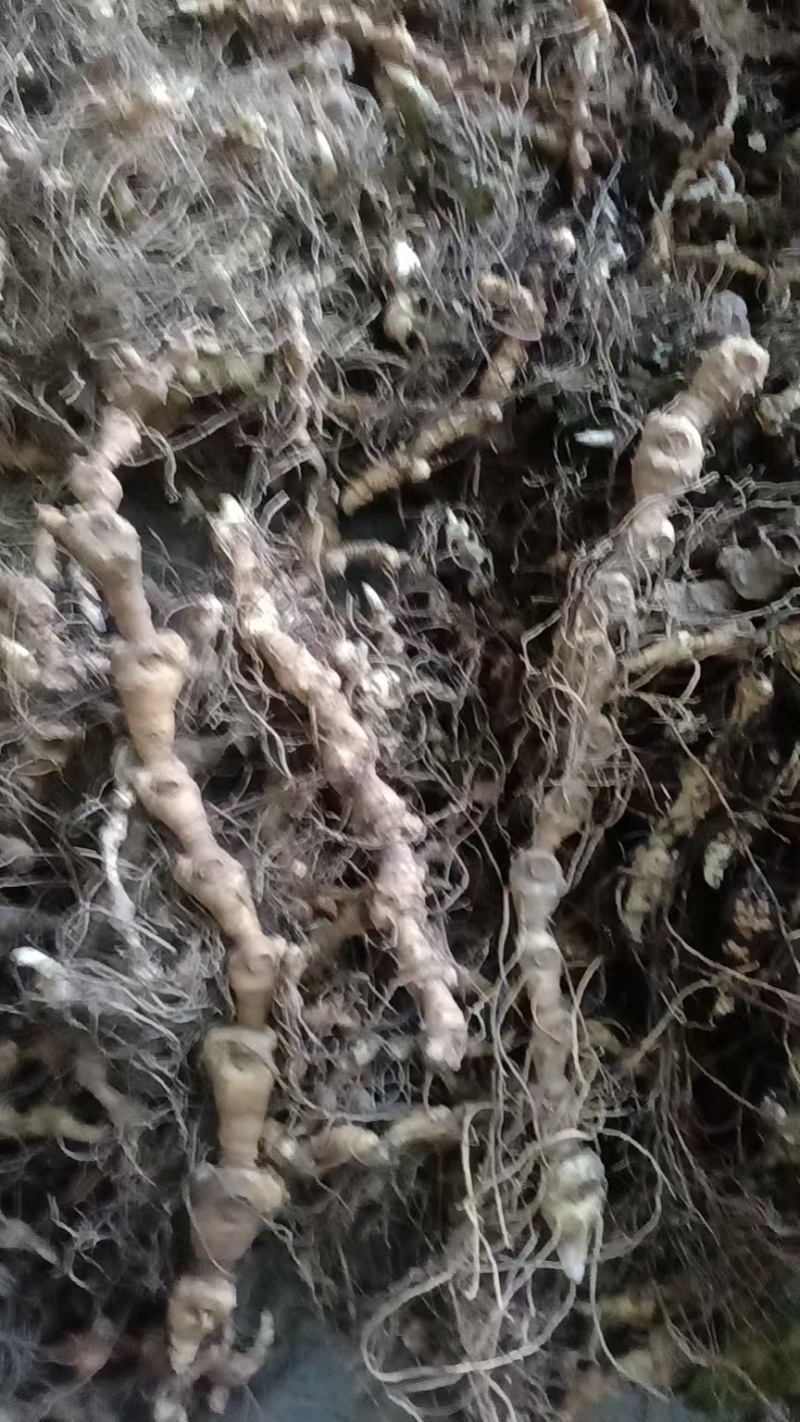 野生马鞭黄精竹节黄精，纯正野生山货，现挖现卖