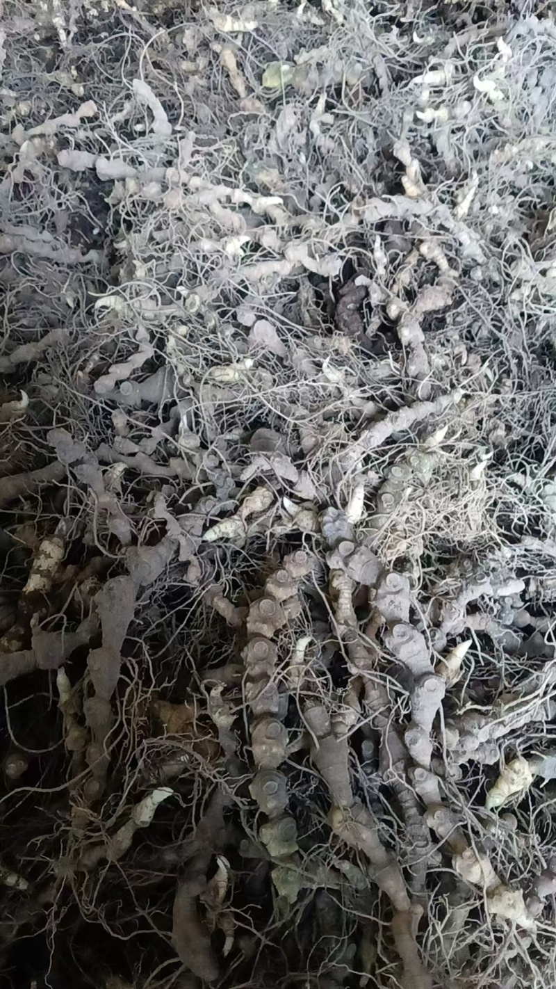 野生马鞭黄精竹节黄精，纯正野生山货，现挖现卖