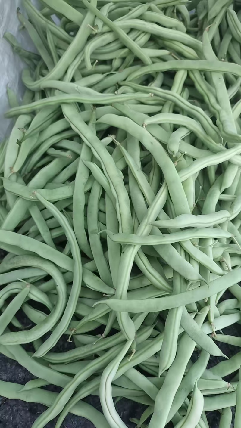 四季豆