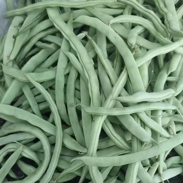 四季豆