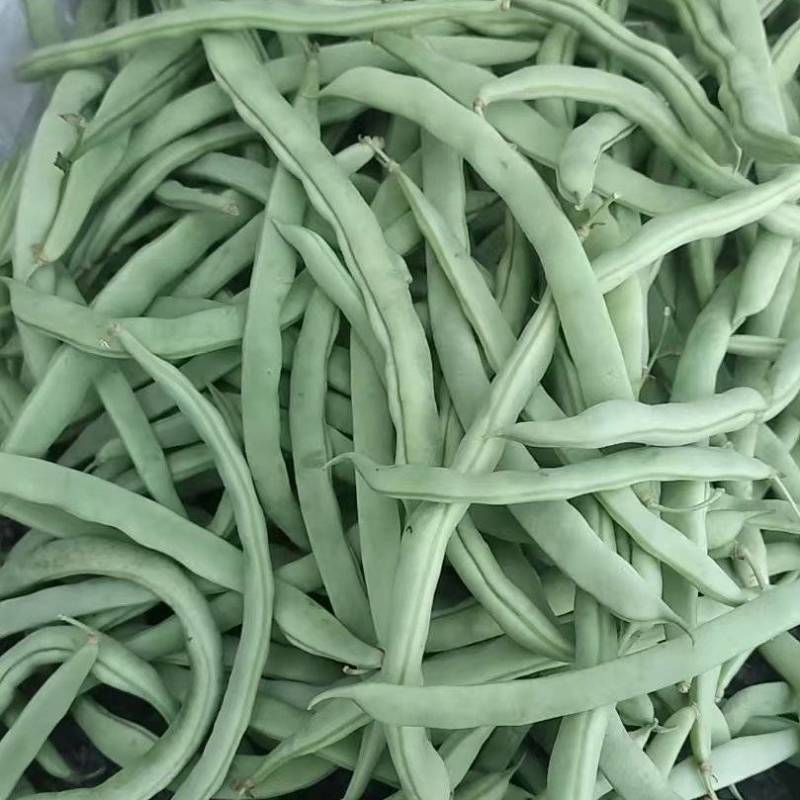 四季豆