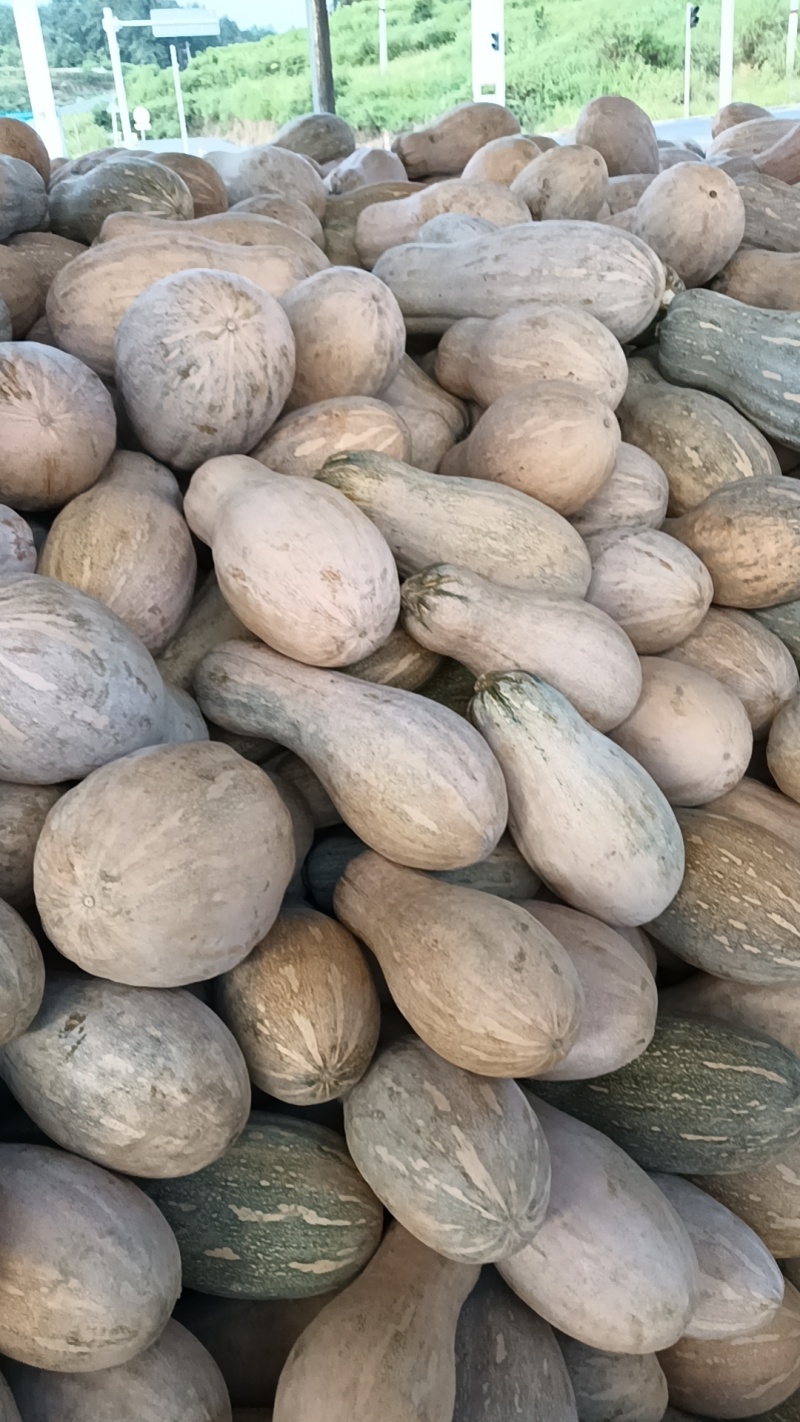 贵州蜜本南瓜，大量有货，需要的朋友们老板们，联系我
