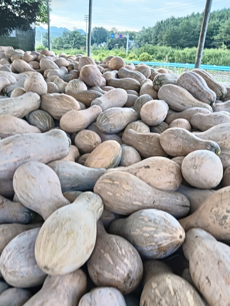 贵州蜜本南瓜，大量有货，需要的朋友们老板们，联系我
