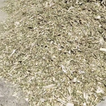 河南南阳唐河县优质黄储出售
