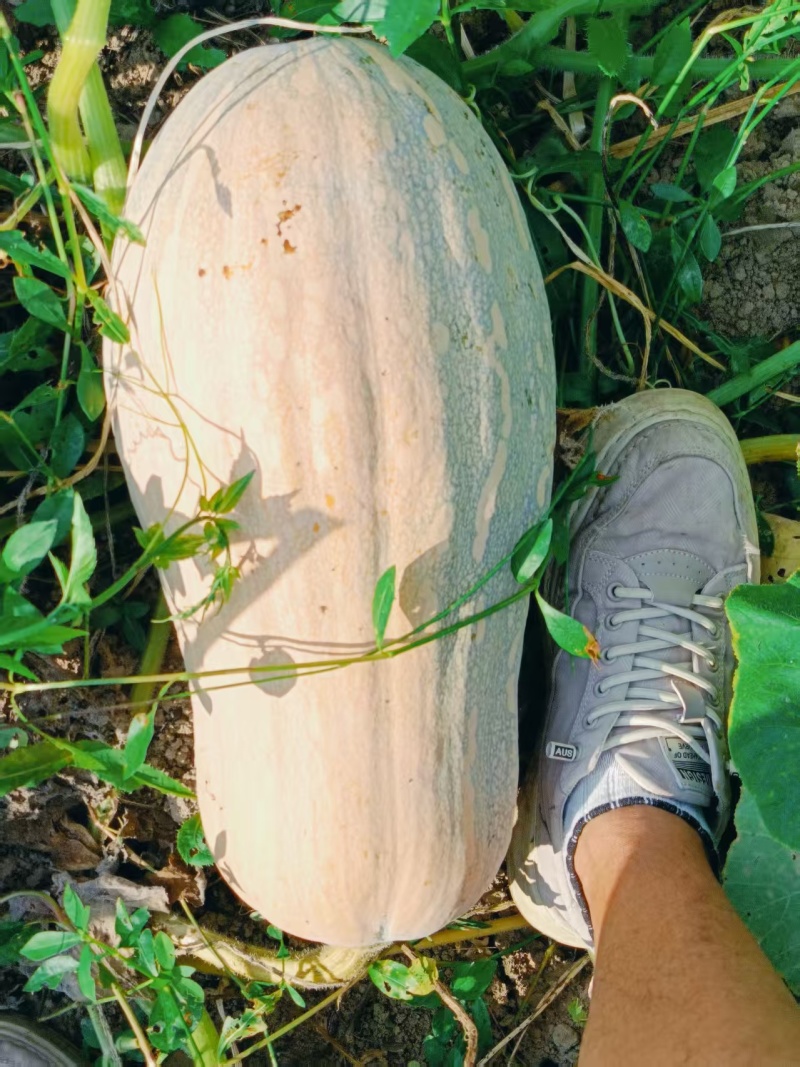 贵州蜜本南瓜，大量有货，需要的朋友们老板们，联系我