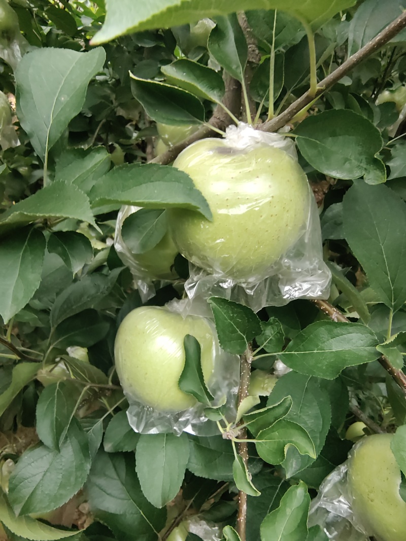 苹果