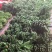 广西产地直发小米蕉，现砍现发。