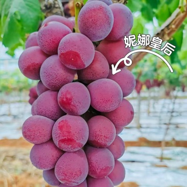 妮娜皇后葡萄