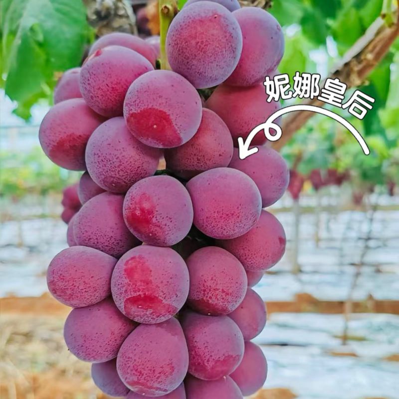 妮娜皇后葡萄