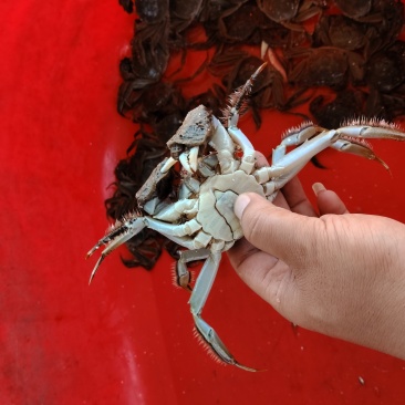 2两河蟹