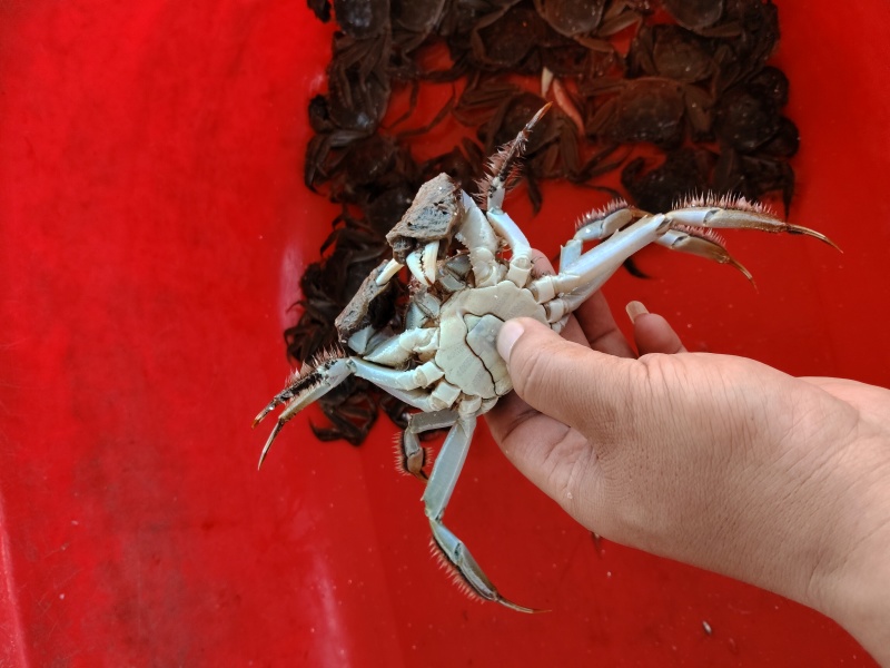 2两河蟹