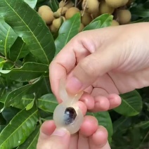 晚期立冬本桂圆