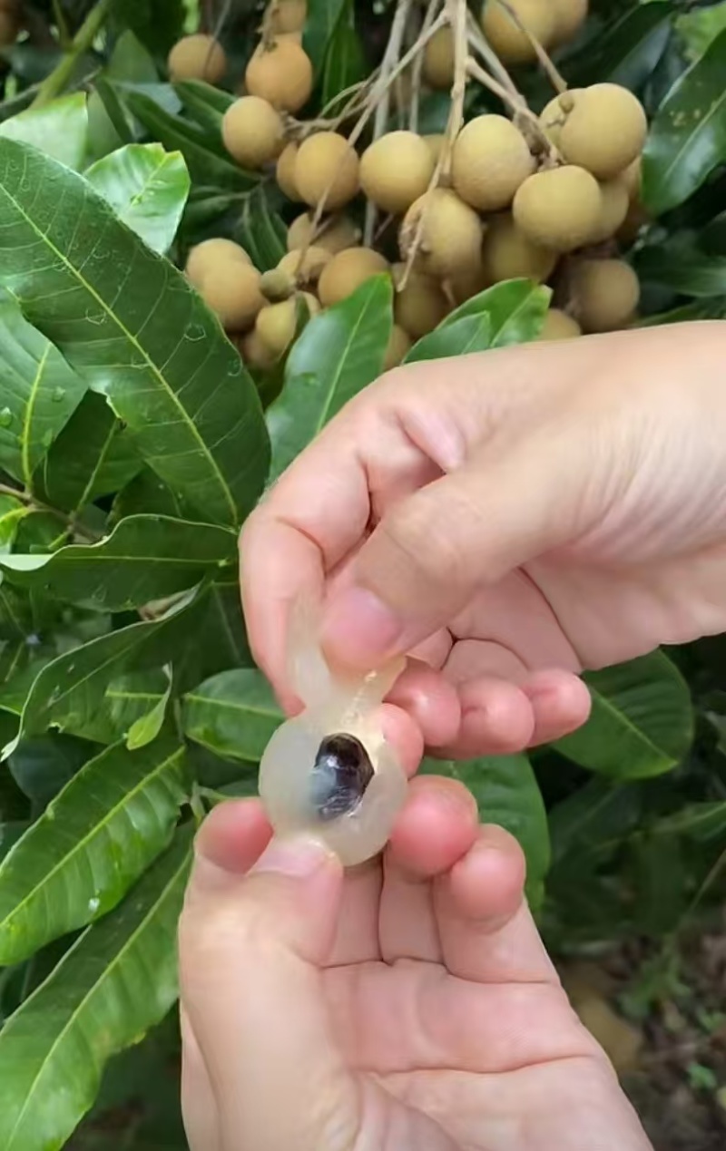 晚期立冬本桂圆