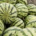 陕西无籽美都麒麟西瓜大量有货量大从优基地直供可视频看货欢