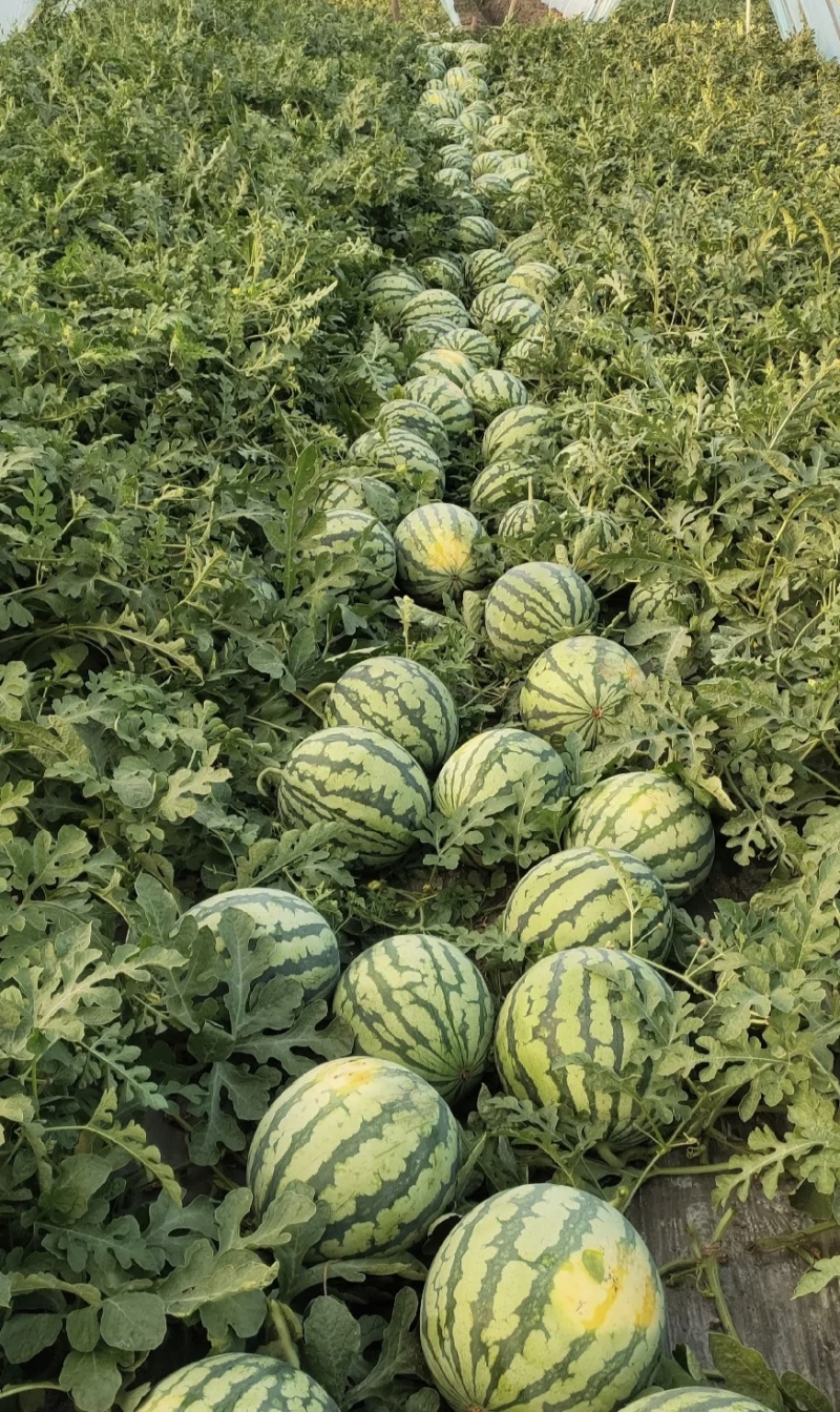 陕西无籽美都麒麟西瓜大量有货量大从优基地直供可视频看货欢