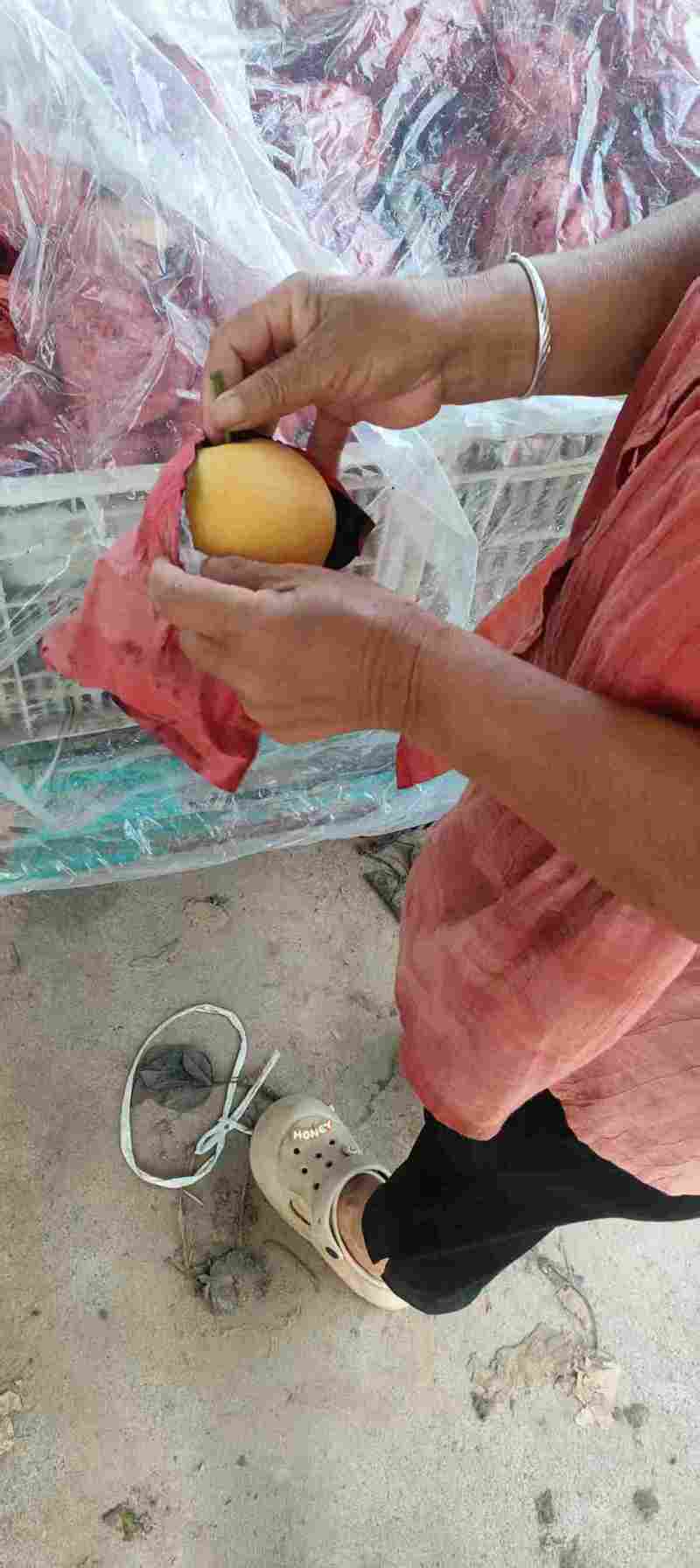 江苏连云港秋月梨大量接单品质保证诚信合作欢迎来电