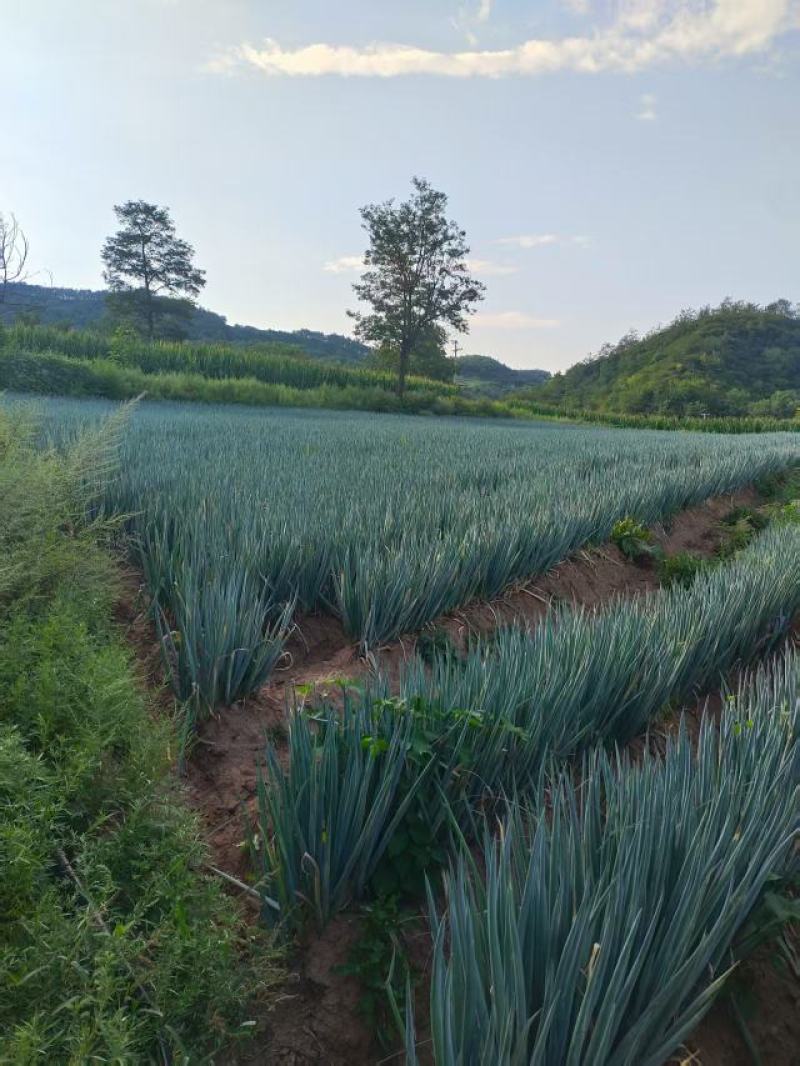铁杆大葱大量上市，产地直发，品质保证，服务周到，诚信经营