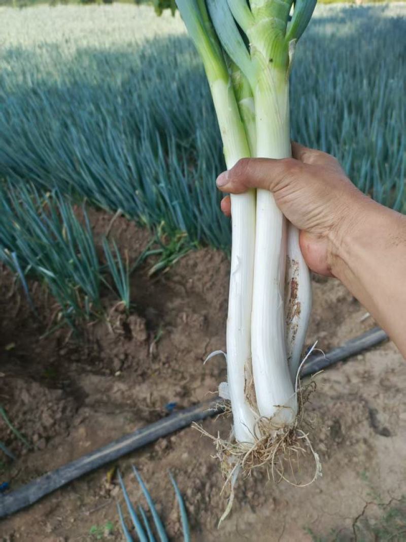 铁杆大葱大量上市，产地直发，品质保证，服务周到，诚信经营