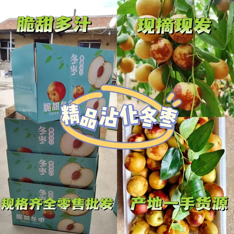冬枣/山东滨州沾化区冬枣基地直发大量上市对接全国采购商