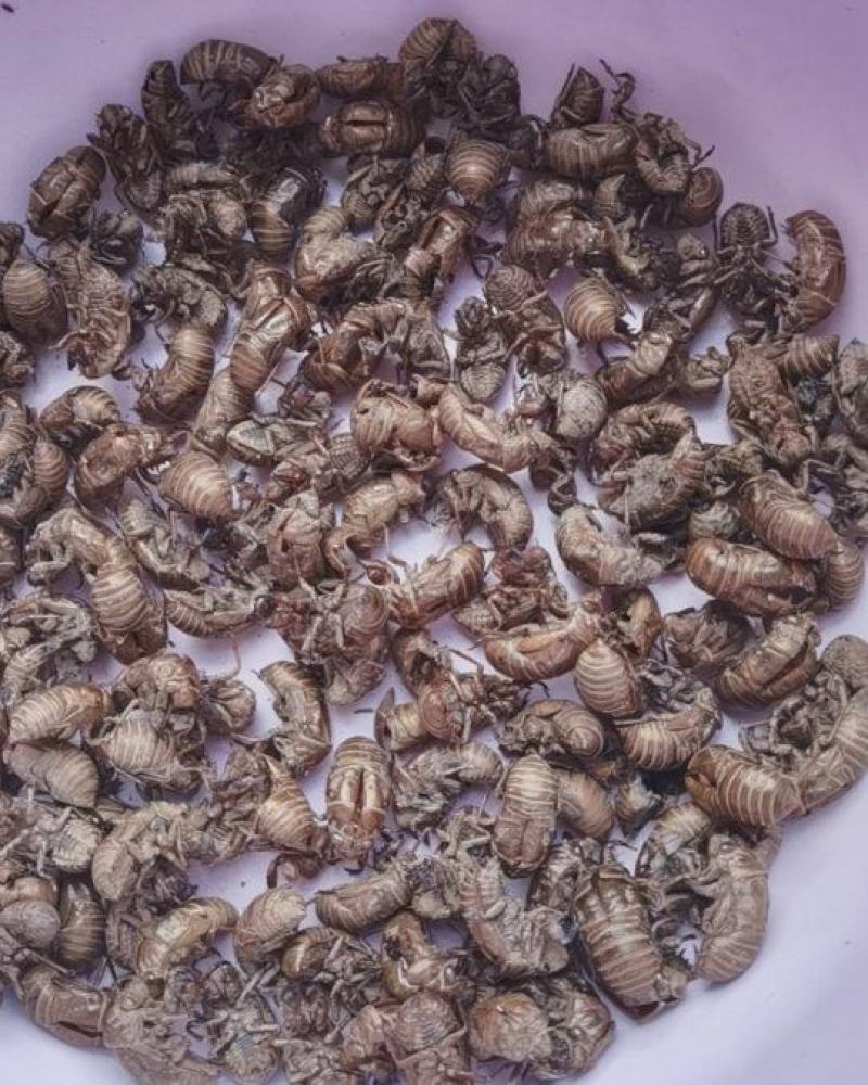 蝉蜕现货秒发原产地直邮品质**欢迎电话咨询