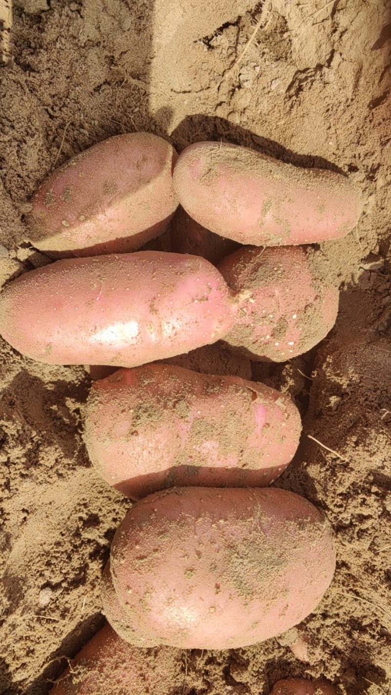 沃土微7黄心土豆品种齐全