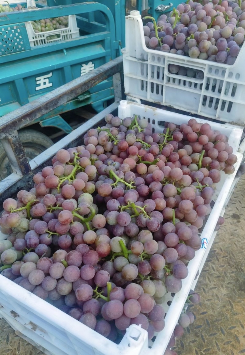 山东聊城冠县巨峰葡萄大量现货，诚信代办代收代发，质量保证