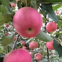红富士士苹果