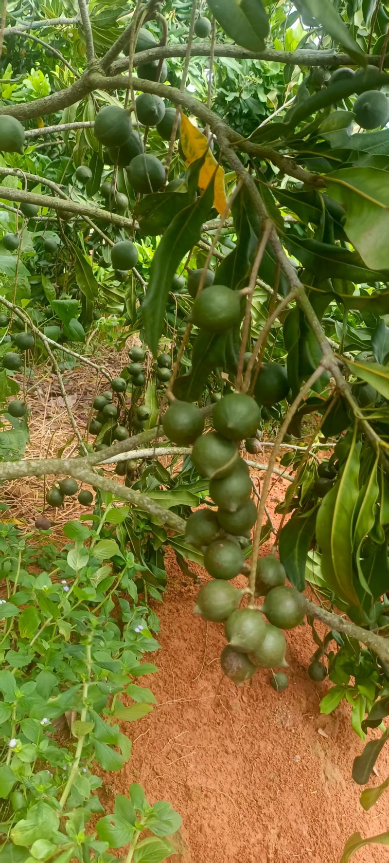 新鲜采摘夏威夷果/坚果，大量接单品质保证诚信合作