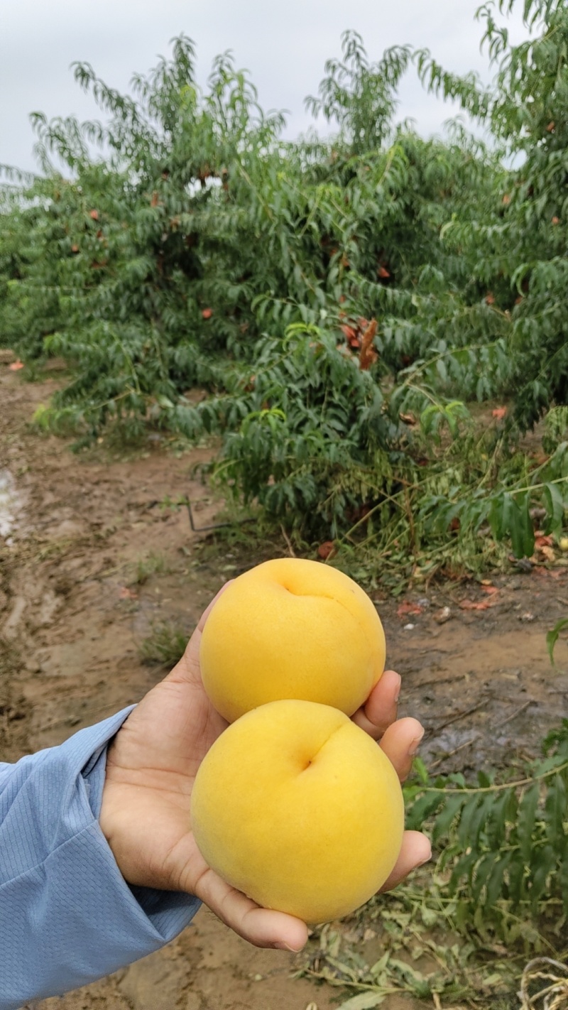 黄毛桃